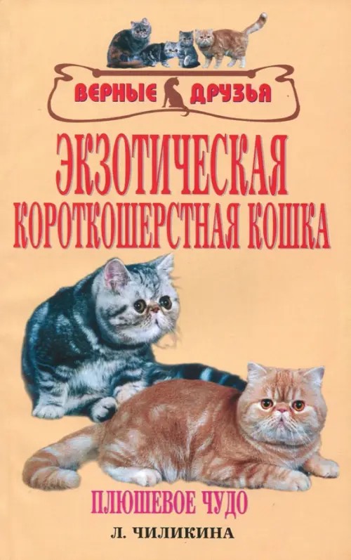 Экзотическая короткошерстная кошка