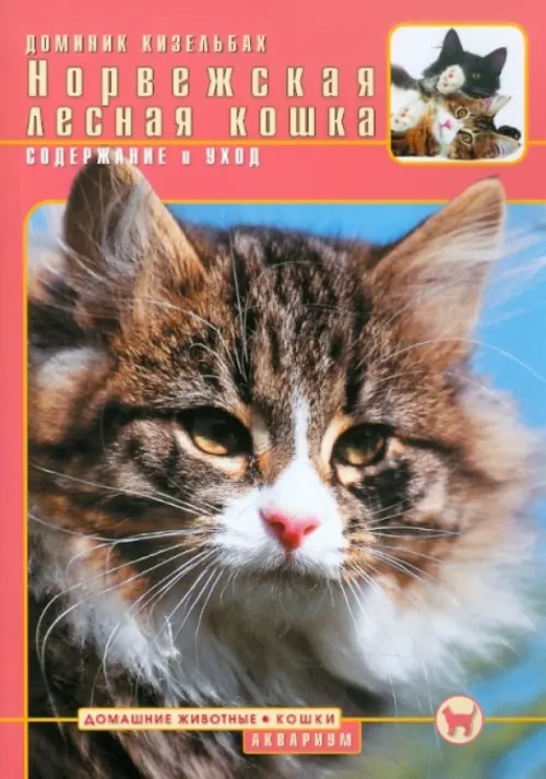 Норвежская лесная кошка
