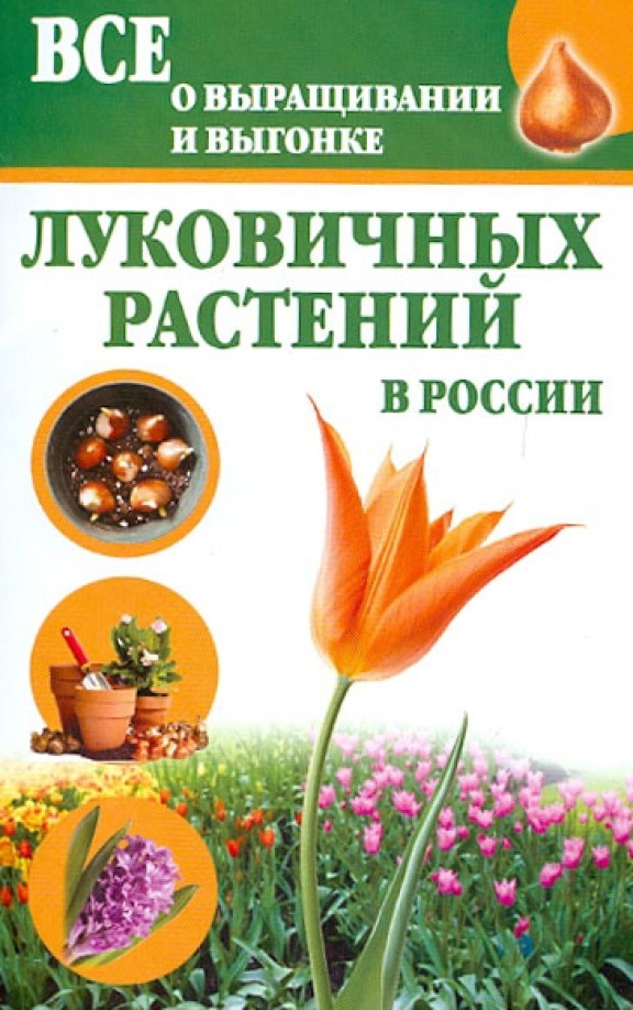 Все о выращивании и выгонке луковичных растений в России