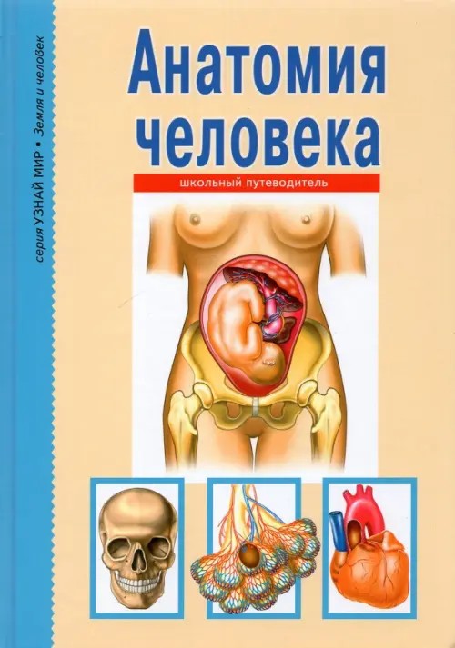 Анатомия человека: Школьный путеводитель